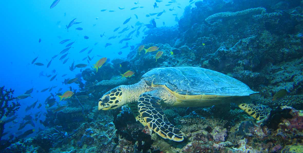 Angsana Ihuru: tortuga en el mar