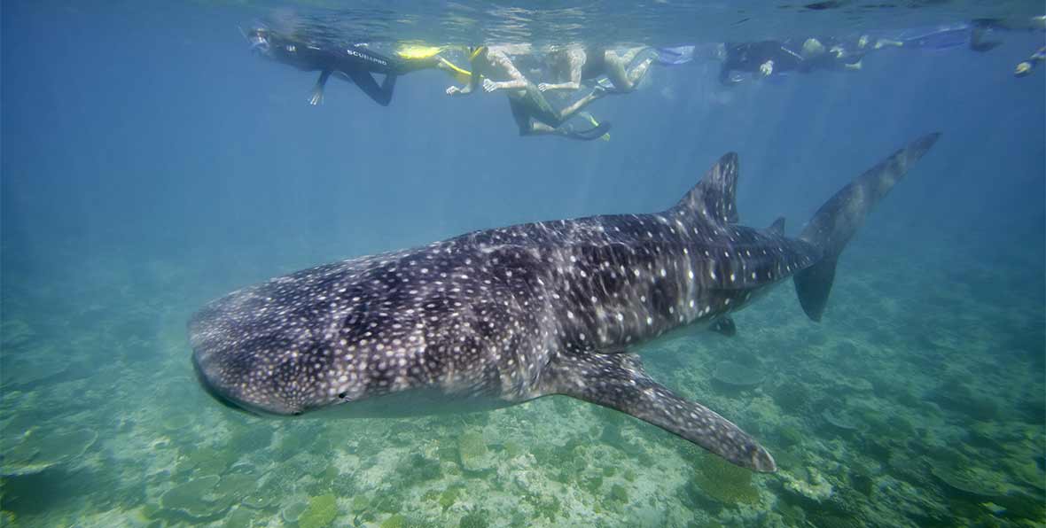 tiburón ballena en Holiday Island Resort & Spa