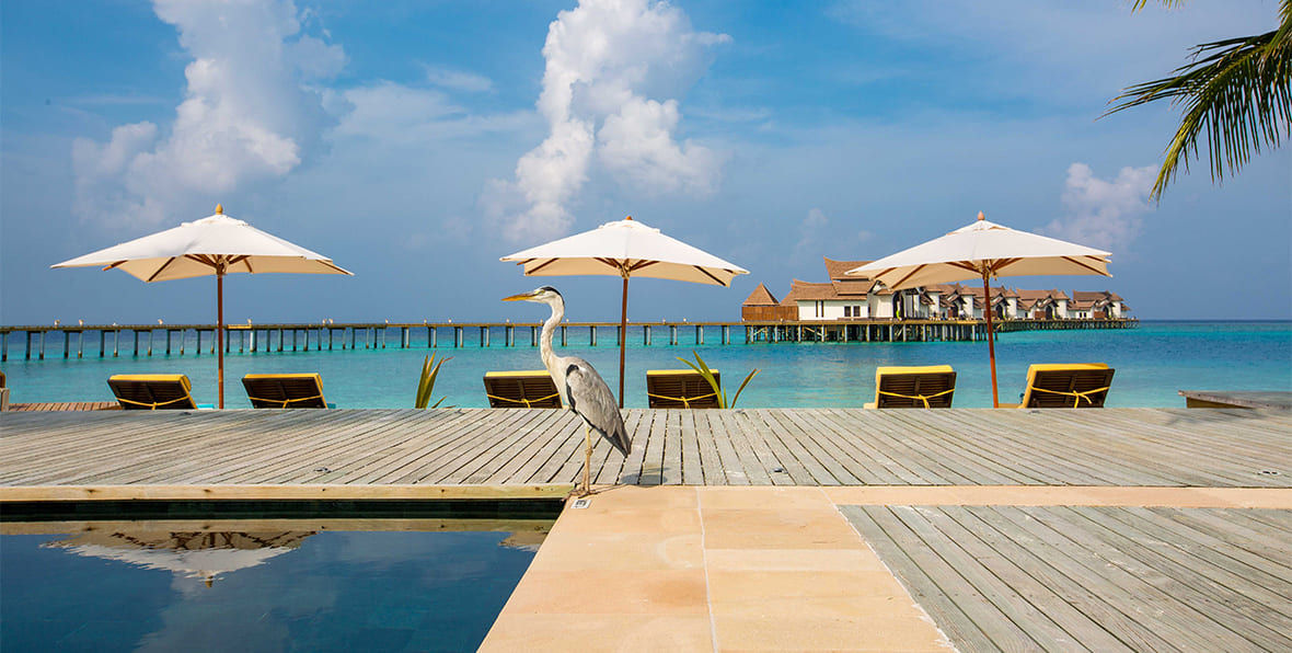 Ozen Reserve Bolifushi Maldives Resort - arenatours.com