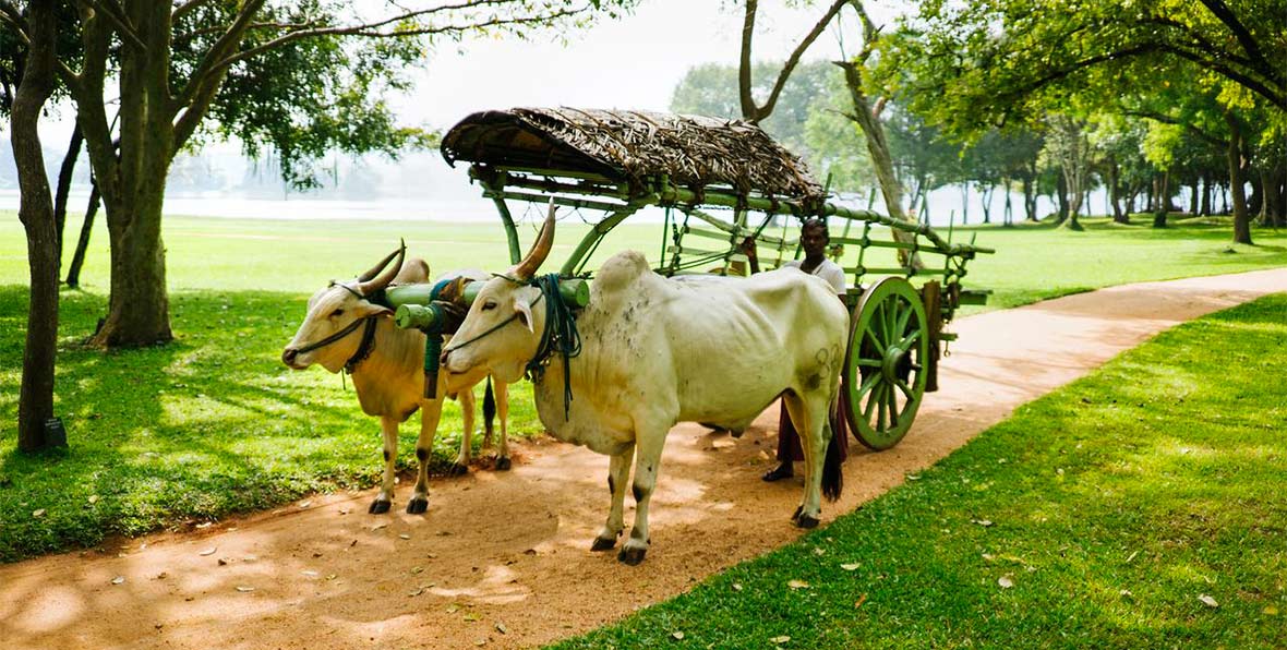 Amayal Lake Dambulla - arenatours.com