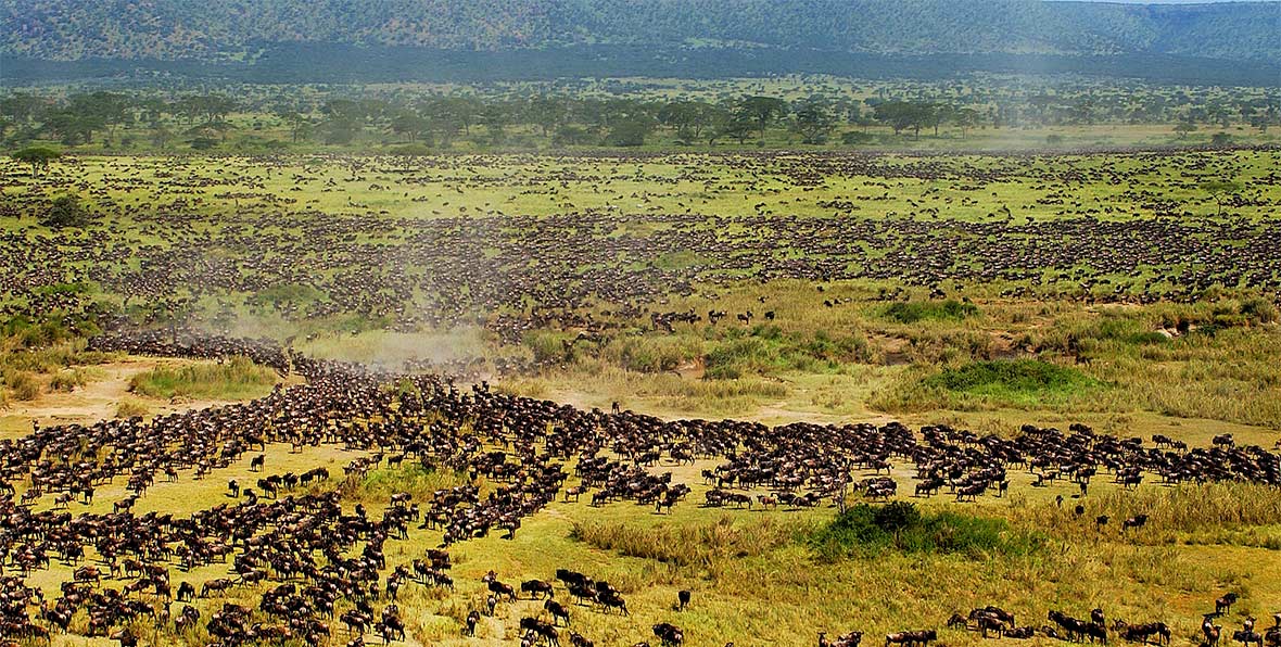 Viajes Africa Tanzania Serengeti Wildebeest - arenatours.com