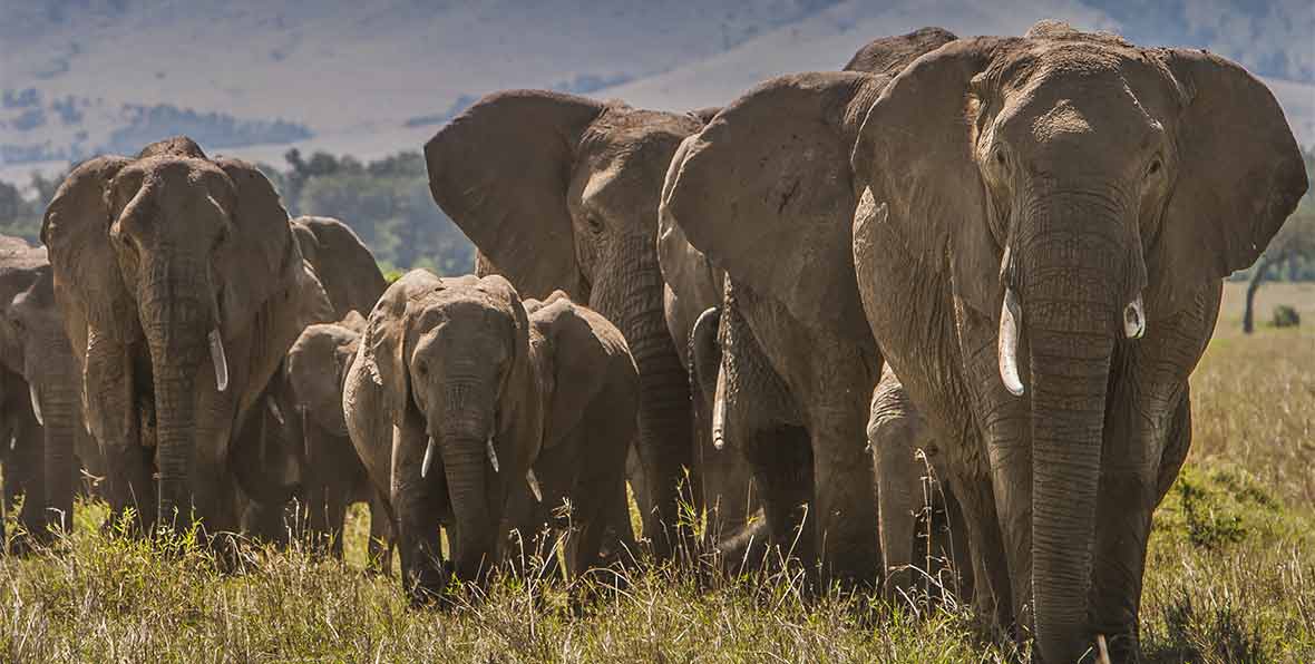 Visita al Orfanato de elefantes de Daphne Sheldrick