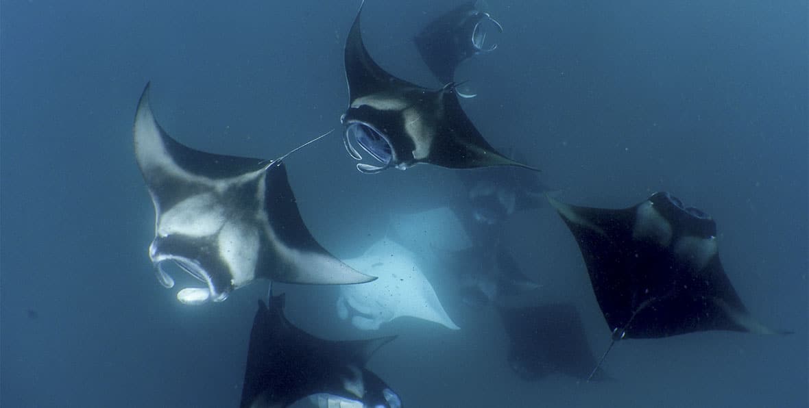 Mantas - arenatours.com