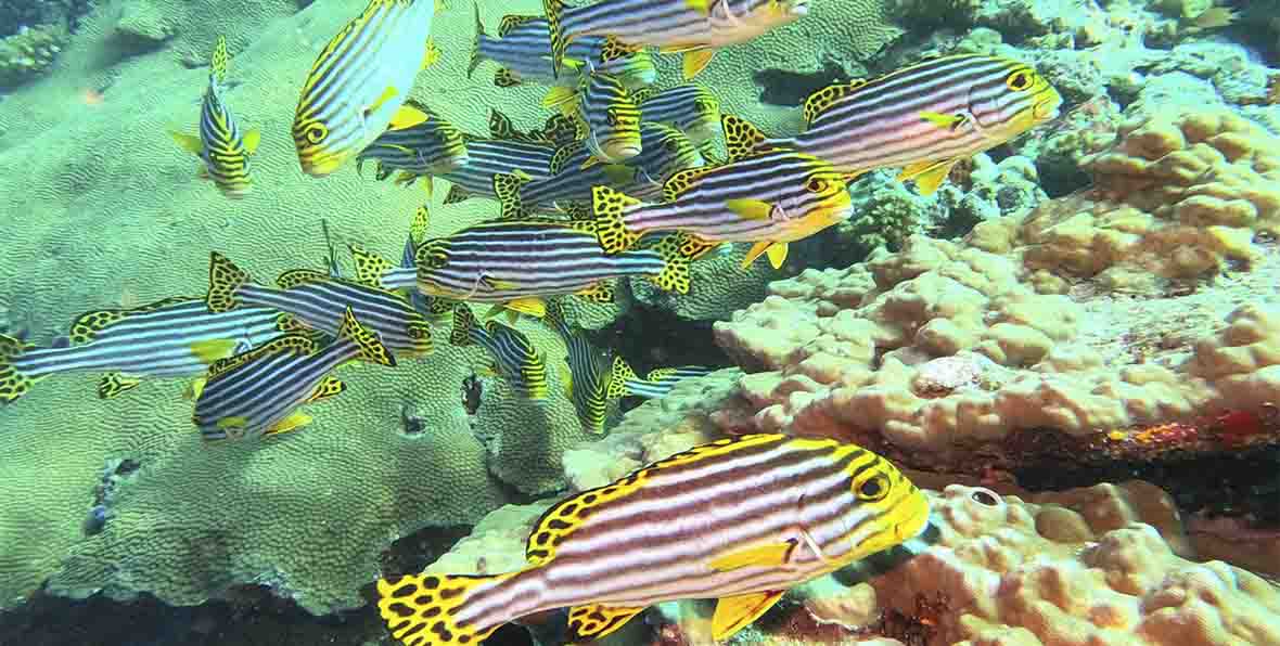 Snorkeling