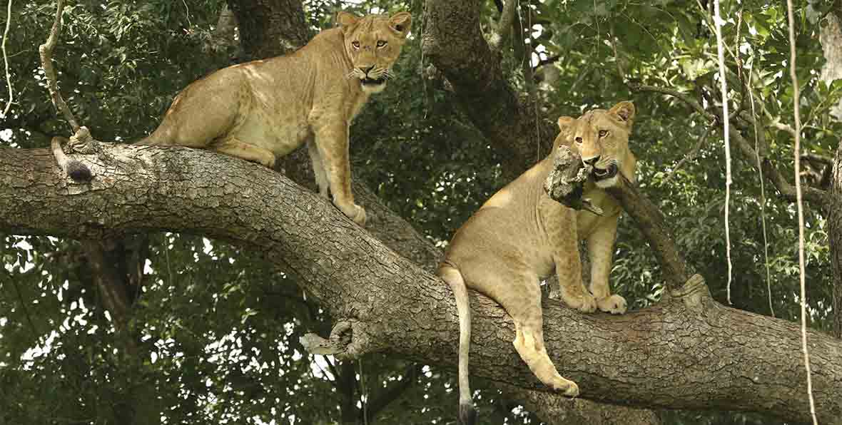 Safari en Queen Elizabeth National Park