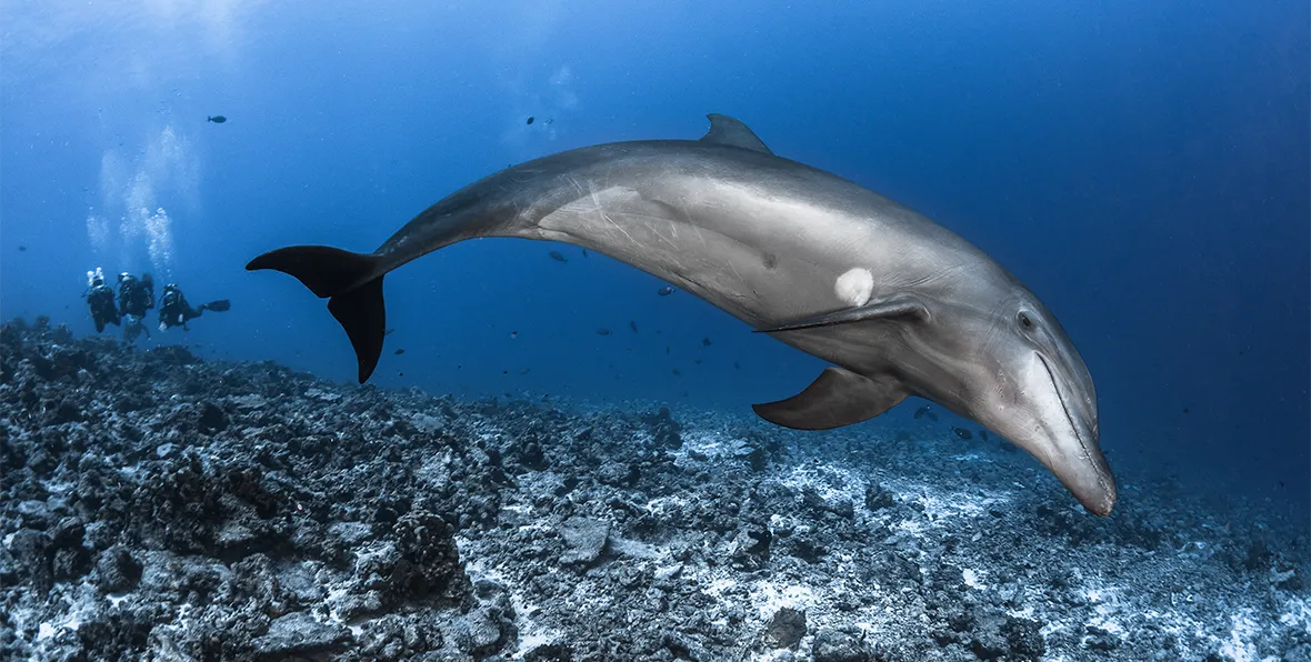 Luna De Miel Polinesia Nadar Delfines - arenatours.com