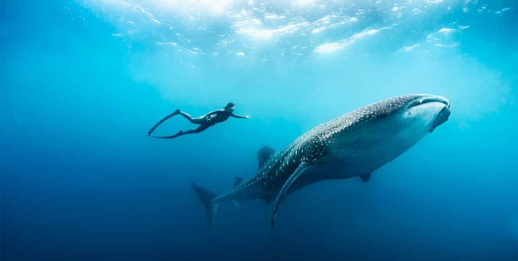 ----SF-Free-diving-with-whale-shark-by-Peter-Marshall---