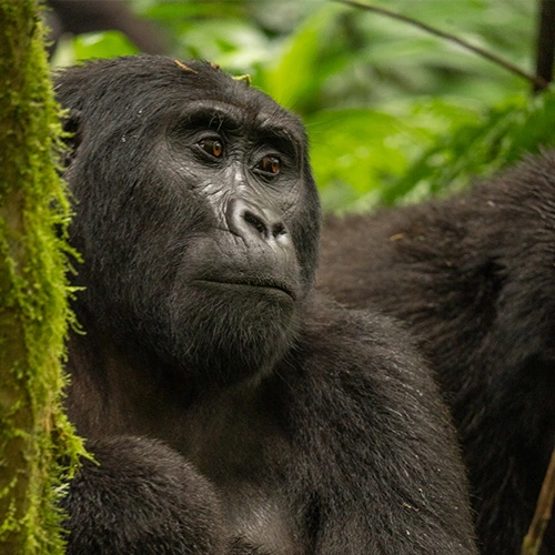 Viaje A Uganda Gorila Trekking - arenatours.com - Uganda