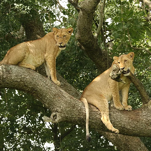 Viaje Uganda A Medida Safari Privado - arenatours.com - Uganda