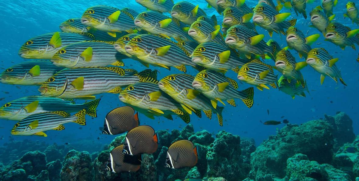 Buceo, snorkeling y catamarán